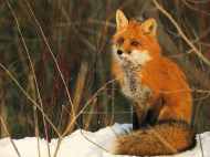 Beautiful_red_fox
